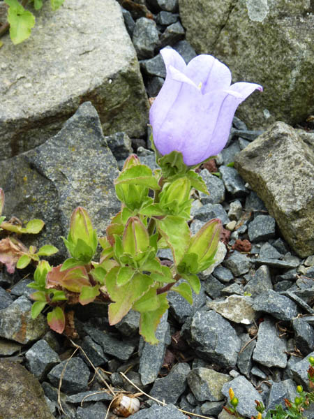 Campanula incurva 8